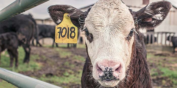 bienestar animal en mercadona